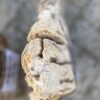 Grafsteen versteend hout 56094
