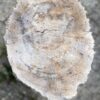 Grafsteen versteend hout 56096