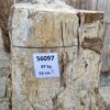 Grafsteen versteend hout 56097