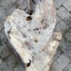 Grafsteen versteend hout 56097