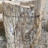 Grafsteen versteend hout 56097