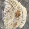 Grafsteen versteend hout 56100