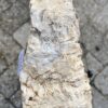 Grafsteen versteend hout 56103