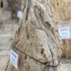 Grafsteen versteend hout 56108