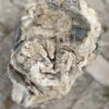Grafsteen versteend hout 56108