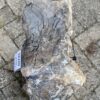 Grafsteen versteend hout 56109