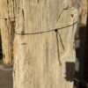 Grafsteen versteend hout 56114