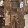 Grafsteen versteend hout 56115