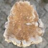 Grafsteen versteend hout 56119