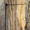 Grafsteen versteend hout 56119
