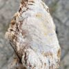 Grafsteen versteend hout 56120