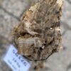 Grafsteen versteend hout 56126
