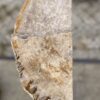 Grafsteen versteend hout 56141