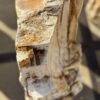 Grafsteen versteend hout 56264