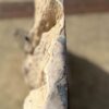 Grafsteen versteend hout 56268
