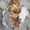 Grafsteen versteend hout 56270