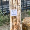 Grafsteen versteend hout 56271