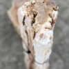 Grafsteen versteend hout 56271
