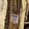 Grafsteen versteend hout 56291