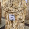 Grafsteen versteend hout 57048