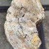 Grafsteen versteend hout 57048