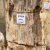 Grafsteen versteend hout 57054