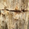 Grafsteen versteend hout 57054