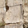Grafsteen versteend hout 57054