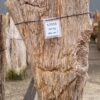 Grafsteen versteend hout 57055