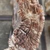 Grafsteen versteend hout 57056