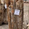 Grafsteen versteend hout 57059