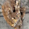 Grafsteen versteend hout 57059