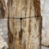 Grafsteen versteend hout 57059