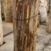 Grafsteen versteend hout 57059
