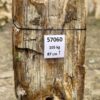 Grafsteen versteend hout 57060