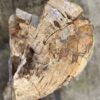 Grafsteen versteend hout 57060