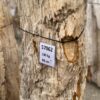 Grafsteen versteend hout 57062