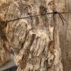 Grafsteen versteend hout 57062