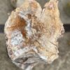 Grafsteen versteend hout 57063
