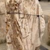 Grafsteen versteend hout 57065
