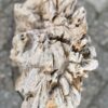 Grafsteen versteend hout 57068