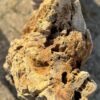 Grafsteen versteend hout 57072
