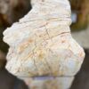 Grafsteen versteend hout 57082