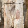 Grafsteen versteend hout 57082