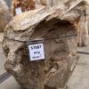 Grafsteen versteend hout 57087