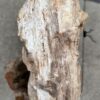 Grafsteen versteend hout 57087