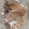 Grafsteen versteend hout 57090