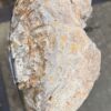 Grafsteen versteend hout 57091