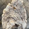 Grafsteen versteend hout 57106