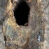 Grafsteen versteend hout 57107